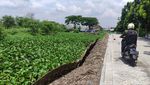 Sungai Prasung Sidoarjo Tertutup Eceng Gondok Sepanjang 2 KM