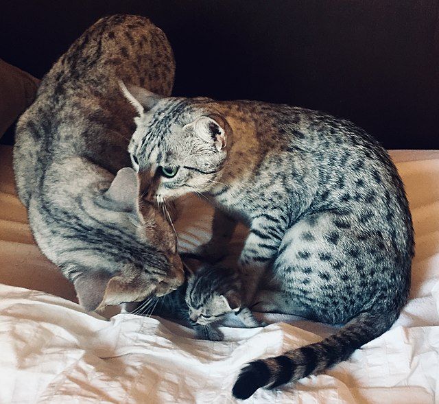 Kucing Ras Egyptian Mau.