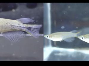 Ikan Indonesia Ini Dibahas di Makalah Ilmuwan Jepang, Punya Ciri Khas