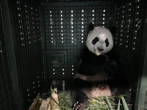 Saat Anak Panda Mudik ke China Naik Pesawat