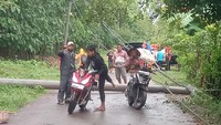 5 Tiang listrik roboh di antaranya berada di Jalan Raya Arjasa-Kangayan tepatnya di sepanjang jalan Desa Torjek Kecamatan Kangayan Pulau Kangean.