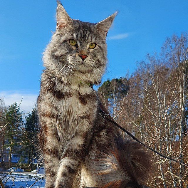 Kucing ras Maine Coon.