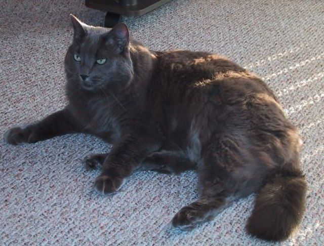 Kucing Ras Nebelung.