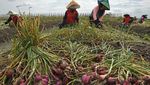 Harga Bawang Merah Rontok Jadi Rp 26 Ribu/Kg, Petani Menjerit