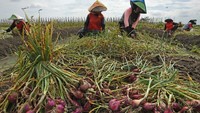 Petani setempat mengeluhkan turunnya harga bawang merah yang biasanya Rp 32 ribu kini menjadi Rp 26 ribu perkilogram saat mereka panen.  
