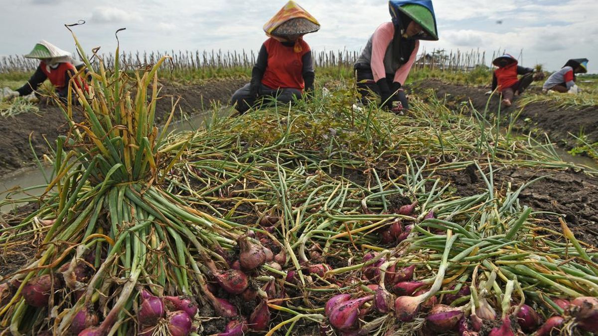 Harga Bawang Merah Tembus Rp 80.000/Kg Gara-gara Gagal Panen!