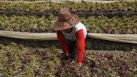 Saat harga bawang anjlok, biaya pupuk dan upah buruh tani justru naik.  