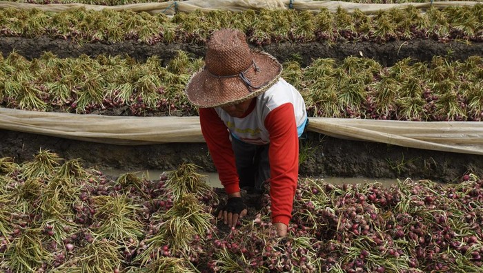 Petani keluhkan harga bawang merah turun Petani menjemur bawang merah yang baru dipanen di Kampung Cangkring, Sawahluhur, Serang, Banten, Kamis (18/1/2024). Petani setempat mengeluhkan turunnya harga bawang merah yang biasanya Rp32 ribu kini menjadi Rp26 ribu perkilogram saat mereka panen, sementara biaya pupuk dan upah buruh tani naik. ANTARA FOTO/Asep Fathulrahman/rwa.
