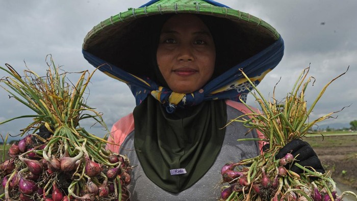Petani keluhkan harga bawang merah turun Petani menjemur bawang merah yang baru dipanen di Kampung Cangkring, Sawahluhur, Serang, Banten, Kamis (18/1/2024). Petani setempat mengeluhkan turunnya harga bawang merah yang biasanya Rp32 ribu kini menjadi Rp26 ribu perkilogram saat mereka panen, sementara biaya pupuk dan upah buruh tani naik. ANTARA FOTO/Asep Fathulrahman/rwa.