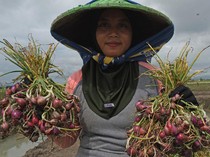 Harga Bawang Merah Rontok Jadi Rp 26 Ribu/Kg, Petani Menjerit