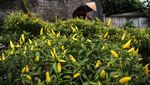 Petani di Ternate Sulap Lahan Kosong Jadi Kebun Cabai