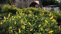 Cabai hasil panen itu kemudian dijual ke warga sekitar dengan harga Rp 150 ribu per kilogram.   