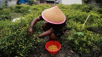 Seorang petani memanen cabai rawit yang ditanam di lahan kosong di Kelurahan Kampung Pisang, Kota Ternate, Maluku Utara, Rabu (17/1/2024).