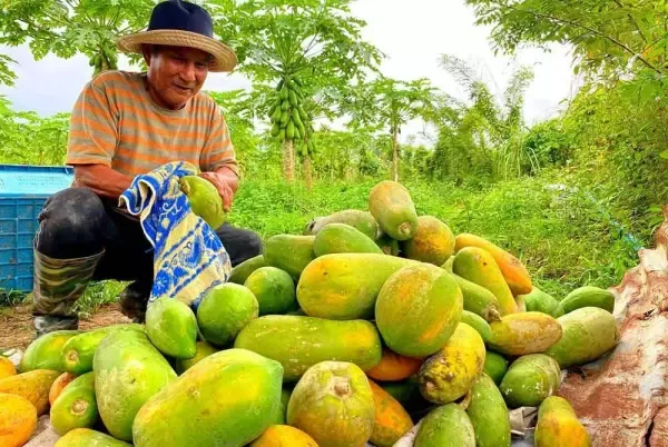 Seorang petani pepaya yang sukses