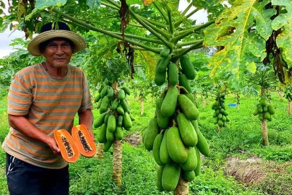 Seorang petani pepaya yang sukses