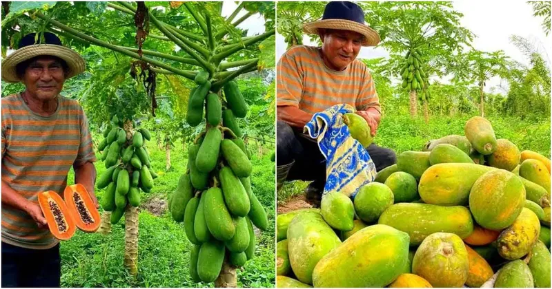 Petani pepaya sukses