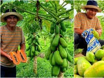 Kisah Sukses Petani Pepaya Beromzet Rp 66 Juta Sebulan