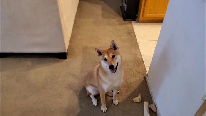 Siapa sangka, seekor anjing bisa bermain game dengan cukup baik. Bahkan hewan ini berhasil menamatkan salah satu game NES berjudul Gyromite.