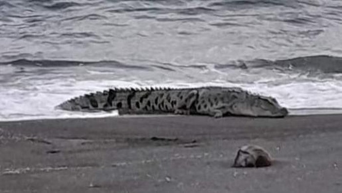 Heboh di media sosial (medsos) seekor buaya muncul di pesisir Pantai Silopo, Kabupaten Polewali Mandar (Polman), Sulawesi Barat (Sulbara).