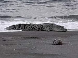 Heboh Buaya Muncul di Pantai Silopo Polman, Warga Diminta Waspada