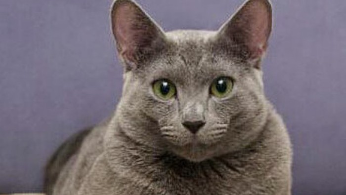 Kucing Ras Russian Blue.