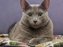 Nama Kucing Nabi Muhammad SAW, Memiliki Arti Tersayang