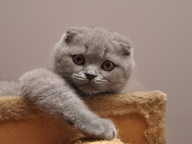 Kucing Ras Scottish Fold.