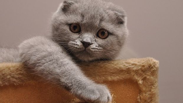 Kucing Ras Scottish Fold.