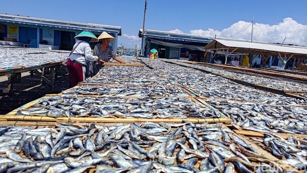 tangkapan ikan tongkol di banyuwangi