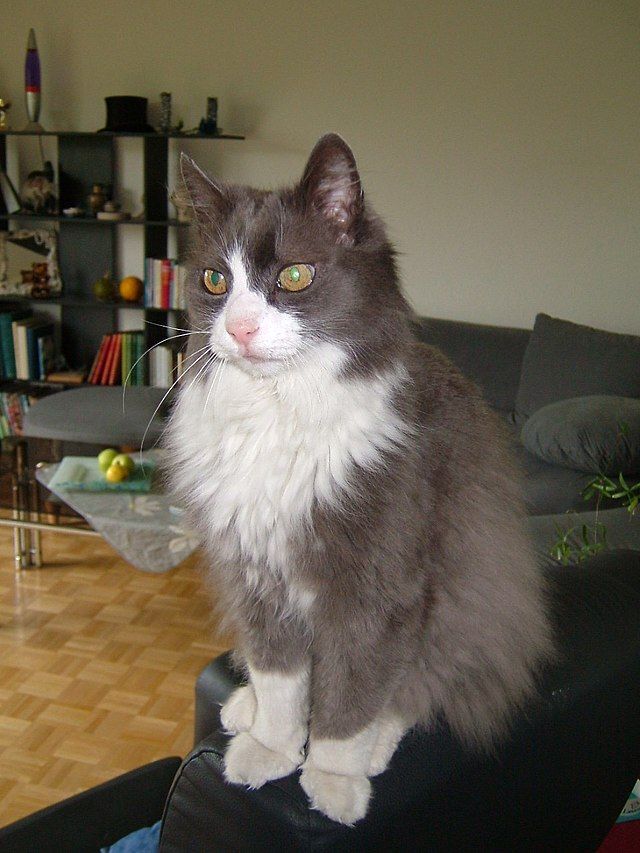 Kucing Ras Turkish Angora.