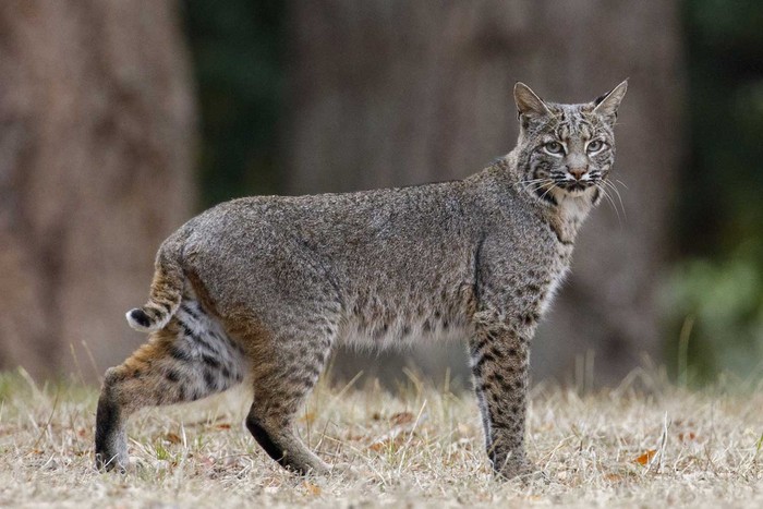 Bobcat.