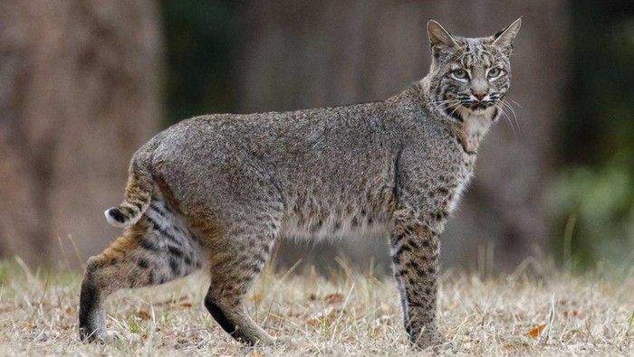 Bobcat.