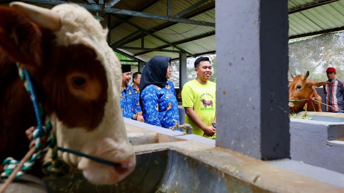 Bupati Ipuk mengunjungi produsen susu sapi yang dikelola anak muda Banyuwangi.