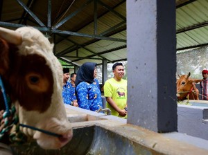 Bupati Ipuk Kunjungi Peternakan Sapi Anak Muda Banyuwangi Beromzet Miliaran