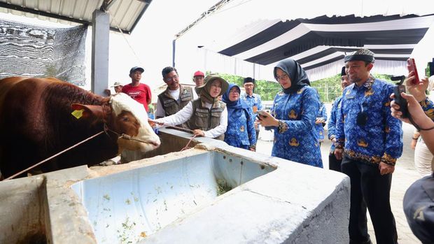 Bupati Ipuk mengunjungi produsen susu sapi yang dikelola anak muda Banyuwangi.