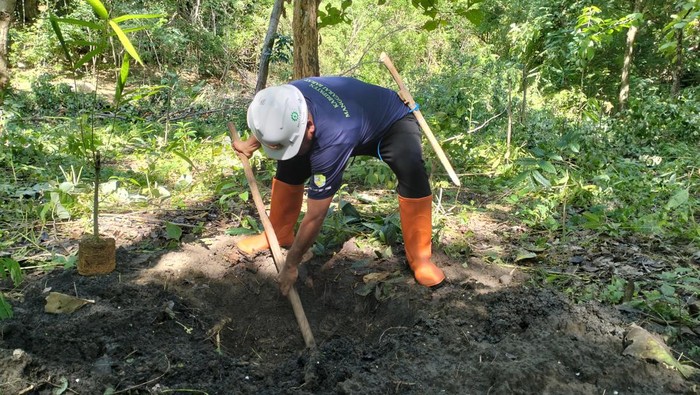 Bupati Manggarai Barat Edistasius Endi menanam bambu di kawasan Goa Batu Cermin Labuan Bajo, Sabtu (25/2/2023) (Ambrosius Ardin)