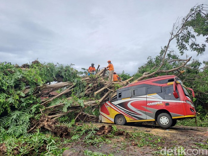 Evakuasi bus tertimpa pohon tumbang di jalan raya Wonogiri-Ngadirojo wilayah Dusun Jatibedug, Desa Purworejo, Kecamatan Wonogiri Kota, Kabupaten Wonogiri, Jumat (19/1/2024) siang.