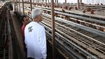 Ganjar Kunjungi Peternak Ayam di Magetan