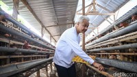 Calon presiden nomor urut 3, Ganjar Pranowo mengumpulkan telur ayam saat mengunjungi komunitas peternak ayam di Desa Kuwonharjo, Kabupaten Magetan, Jawa Timur, Jumat (19/1/2024).