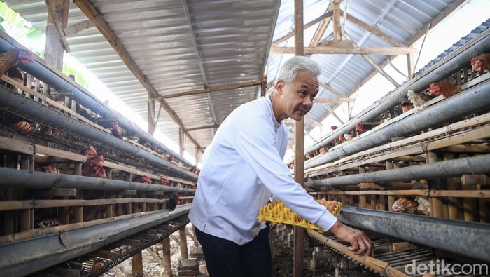 Calon presiden nomor urut 3, Ganjar Pranowo (kedua kanan) berbincang dengan warga saat mengunjungi komunitas peternak ayam di Desa Kuwonharjo, Kabupaten Magetan, Jawa Timur, Jumat (19/1/2024). Ganjar Pranowo mengatakan akan memberi fasilitas terhadap peternak ayam dalam membuat pakan ternak sendiri guna mengurangi beban ekonomi peternak akibat tingginya harga jagung. ANTARA FOTO/M Risyal Hidayat/nym.