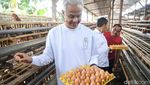 Ganjar Kunjungi Peternak Ayam di Magetan
