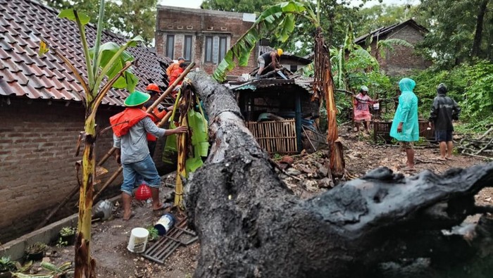 Hujan deras yang terjadi sejak kemarin di Bantul memicu pohon tumbang di sejumlah titik. Tampak petugas tengah melakukan penanganan pohon tumbang.