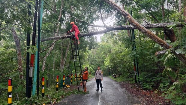 Hujan deras yang terjadi sejak kemarin di Bantul memicu pohon tumbang di sejumlah titik. Tampak petugas tengah melakukan penanganan pohon tumbang.