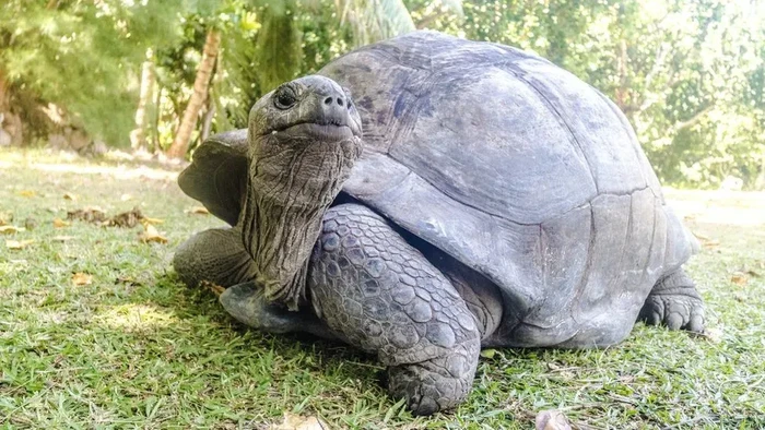 Kura-kura raksasa Aldabra