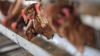 Proyek Hilirisasi Ayam-Garam Dikebut, Segini Produksinya