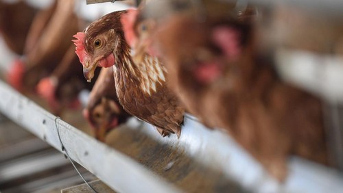 Sejumlah ayam petelur di peternakan ayam di Desa Kuwonharjo, Kabupaten Magetan, Jawa Timur, Jumat (19/1/2024). Menurut peternak ayam, akibat harga jagung lokal yang meningkat sekitar Rp8.700 hingga Rp9.000 tersebut, peternak mengaku rugi atas Harga Pokok Produksi (HPP) dan harga jual telur yang tidak sesuai, yakni harga telur ditingkat peternak sekitar Rp23.000 per kilogramnya sementara HPP sekitar Rp28.000 hingga Rp29.000 per kilogramnya. ANTARA FOTO/M Risyal Hidayat/foc.