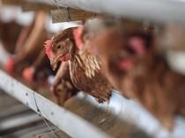 Mentan Janji Harga Ayam Normal dalam Seminggu: Bila Tidak, Aku Turun Tangan