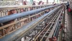 Harga Pakan Jagung Melambung, Peternak Ayam Tekor