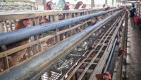 Harga telur ditingkat peternak sekitar Rp 23.000 per kilogramnya sementara HPP sekitar Rp 28.000 hingga Rp 29.000 per kilogramnya.  