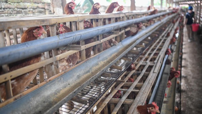 Peternak ayam keluhkan harga pakan tinggi Sejumlah ayam petelur di peternakan ayam di Desa Kuwonharjo, Kabupaten Magetan, Jawa Timur, Jumat (19/1/2024). Menurut peternak ayam, akibat harga jagung lokal yang meningkat sekitar Rp8.700 hingga Rp9.000 tersebut, peternak mengaku rugi atas Harga Pokok Produksi (HPP) dan harga jual telur yang tidak sesuai, yakni harga telur ditingkat peternak sekitar Rp23.000 per kilogramnya sementara HPP sekitar Rp28.000 hingga Rp29.000 per kilogramnya. ANTARA FOTO/M Risyal Hidayat/foc.